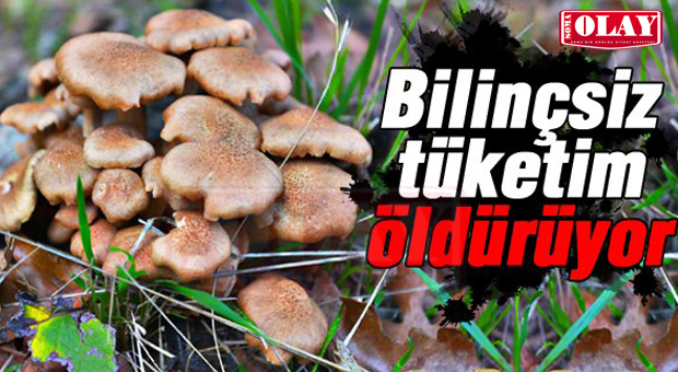3 AYDA 27 MANTAR ZEHİRLENMESİ