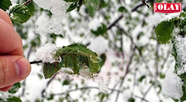 Zirai Don Uyarısı