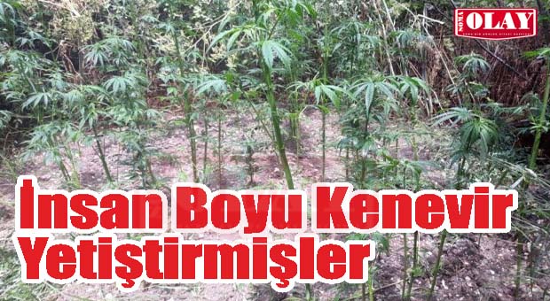 İnsan Boyu Kenevir Yetiştirmişler