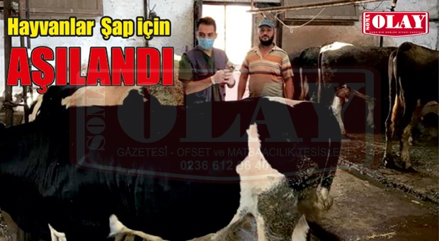 SOMA’DA HAYVANLARA ŞAP AŞISI