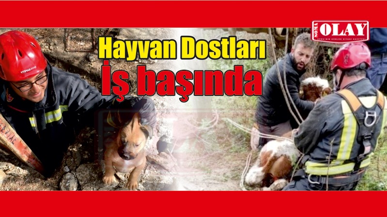 İlk 3 ayda 269 hayvan kurtarıldı