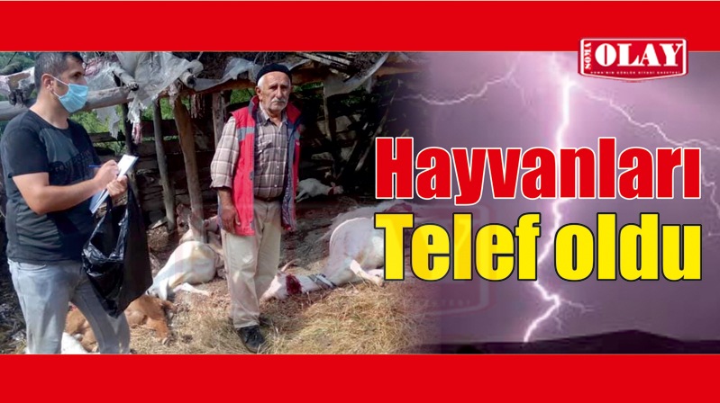 Yıldırım Düştü Keçiler Telef oldu