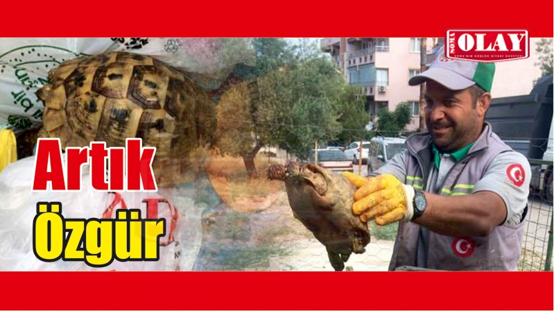 KAPLUMBAĞA KURTARILDI
