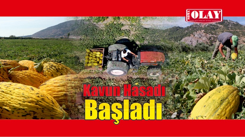 Kırkağaç kavununda hasat başladı