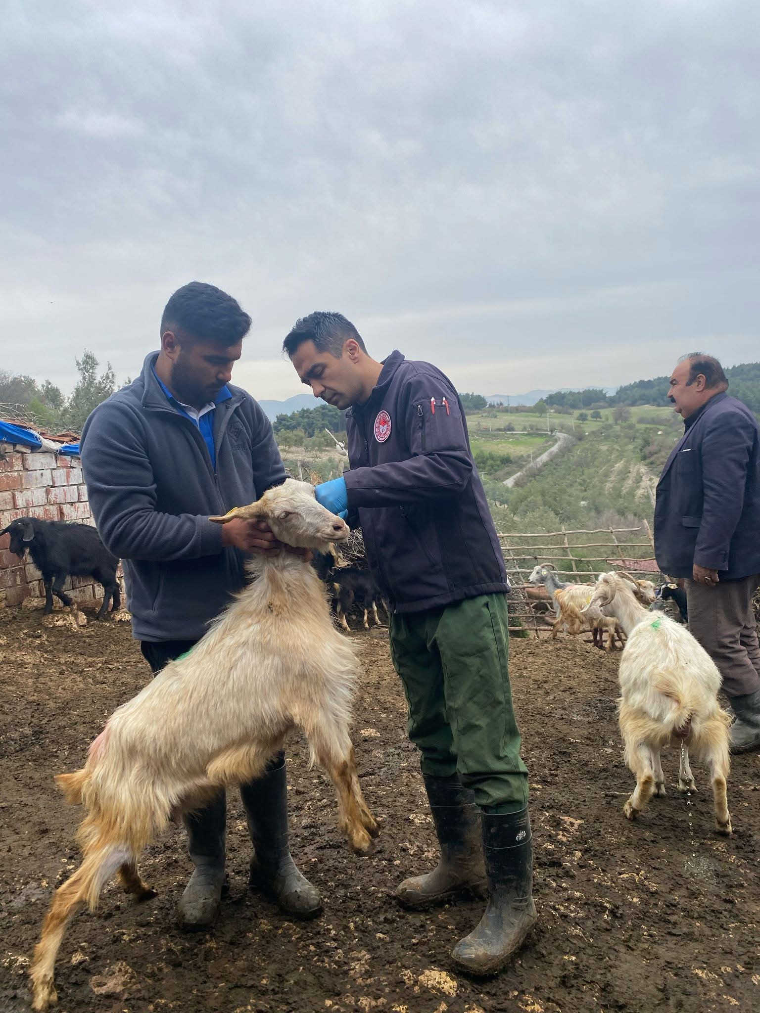 Soma’da Hayvan Aşılamaları Sürüyor