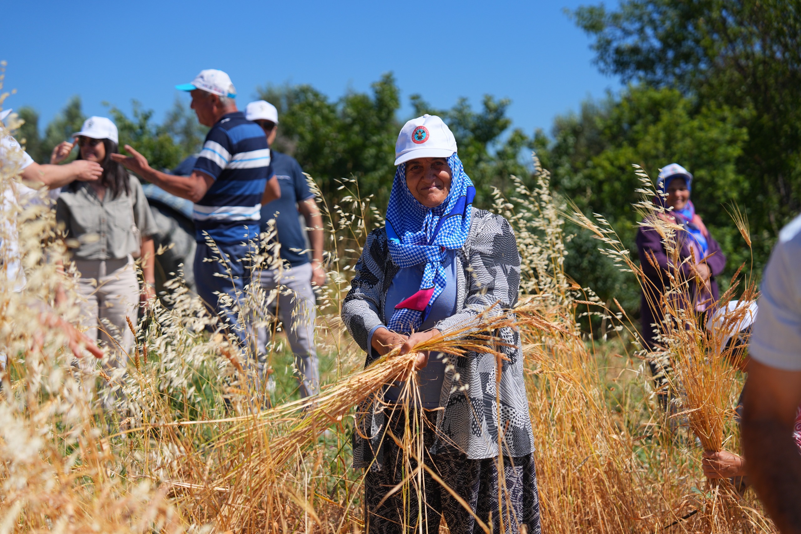 Vakıflı’da Ata Tohumları Geleceğe Taşınıyor: Akkunduz ve Kızılca Buğdayı Hasadı İmeceyle Yapıldı