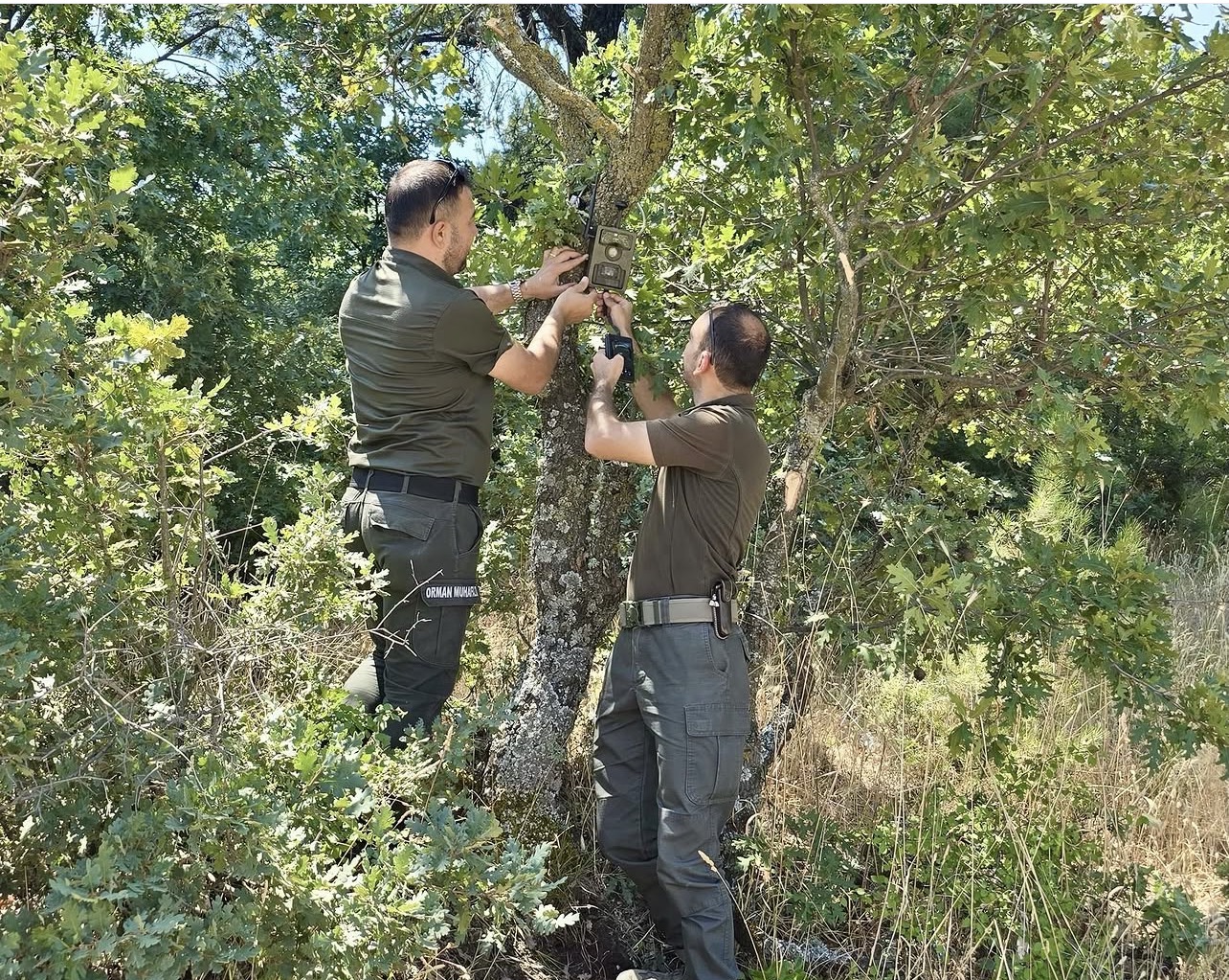 Soma Ormanlarında Fotokapanlı Denetim Dönemi
